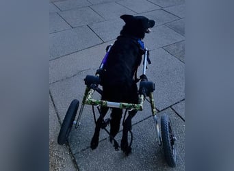 Floyd ❤️ liebenswerter, tapferer Kämpfer