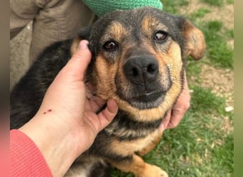 KENAI❤️kleine Kämpferin mit großem Herz & katzenverträglich