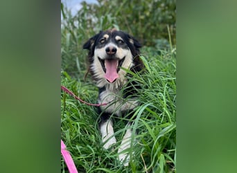 Lucy ❤️ offene, neugierige Hundedame