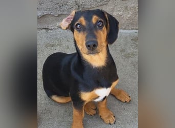 Jungrüde Faelan | goldiger Schatz