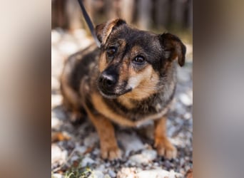 KENAI❤️kleine Kämpferin mit großem Herz & katzenverträglich