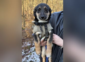 Elke ❤️ wartet bereits in 45259 Essen auf deinen Besuch