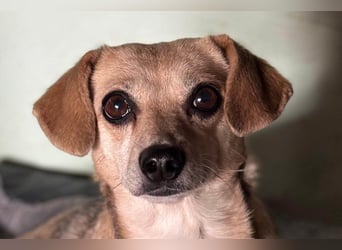 Sanfte ♥ Mirna ♥ in 67663 Kaiserslautern