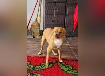 Liebste ♥Luna♥ klein, fein und stubenrein