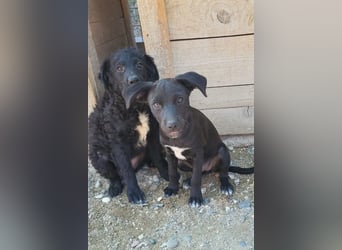 Kleine ♥ Ava ♥ süße schmusige freundliche Welpenschnute