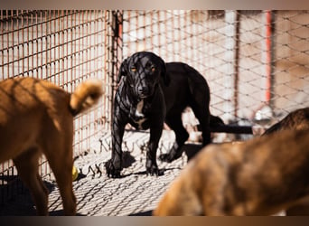 Cassia ♥️ liebe, sensible Fellnase sucht Sicherheit