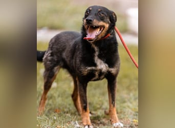 Rio ❤️ freundlicher Herzenshund sucht Familie!