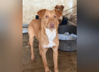 Novis, geb. ca. 09/2025, lebt in GRIECHENLAND, auf einer privaten Pflegestelle