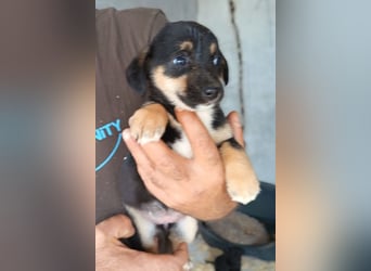 Elke ❤️ verspieltes, liebes Hundemädchen