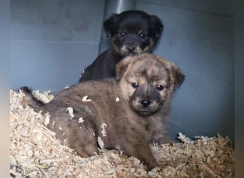 Timmy ❤️ junger, aktiver, so lieber Bub!