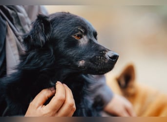 SKOCKO❤️ein Charmeur, der ganz viel Nähe und Zuwendung liebt