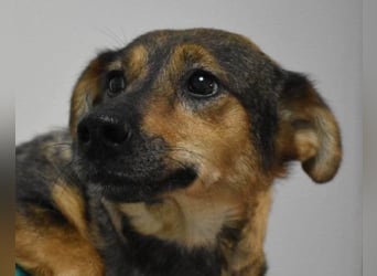 KENAI❤️kleine Kämpferin mit großem Herz & katzenverträglich