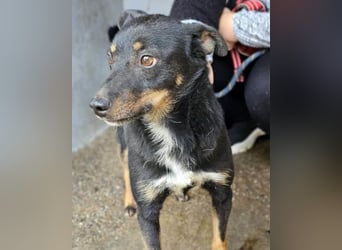 Rio ❤️ freundlicher Herzenshund sucht Familie!