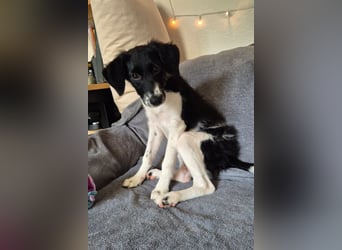 Süße ♥Suki♥ wartet bereits in 32130 Enger auf ihre Für-Immer-Menschen