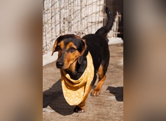 Jungrüde Faelan | goldiger Schatz