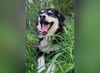 Lucy ❤️ offene, neugierige Hundedame