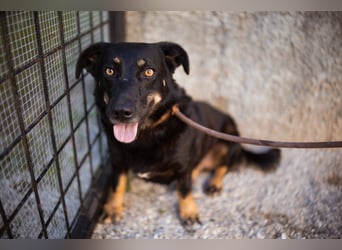 YARINA❤️zarte Hundedame: Lieb. Klug. Lernwillig.