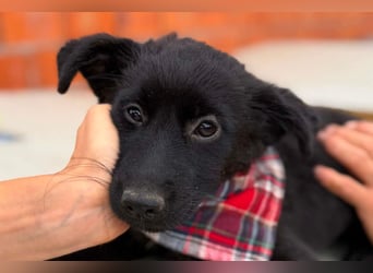 MARVEL❤️neugieriges, zauberhaftes Welpenmädchen sucht ihre Herzensmenschen