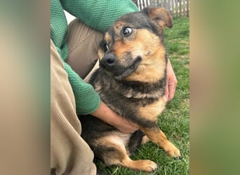 KENAI❤️kleine Kämpferin mit großem Herz & katzenverträglich