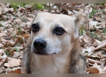 Sanfte ♥ Mirna ♥ in 67663 Kaiserslautern