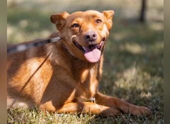 Sanfte SIMBA❤️eine liebevolle Seele - gerettet und bereit fürs Glück!