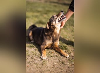 Lausbub ♥LEVY♥ ein rundum toller Rüde