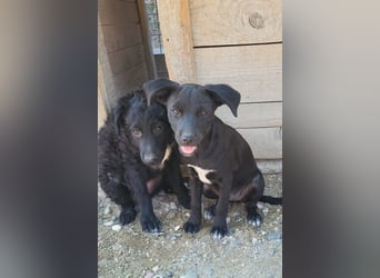 Kleine ♥ Ava ♥ süße schmusige freundliche Welpenschnute