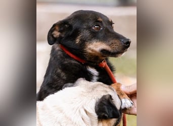 Rio ❤️ freundlicher Herzenshund sucht Familie!