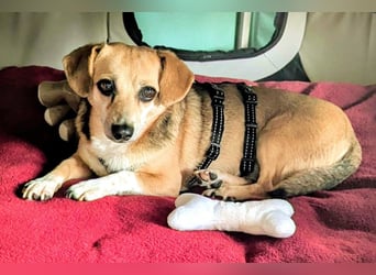 Sanfte ♥ Mirna ♥ in 67663 Kaiserslautern