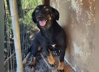 YARINA❤️zarte Hundedame: Lieb. Klug. Lernwillig.