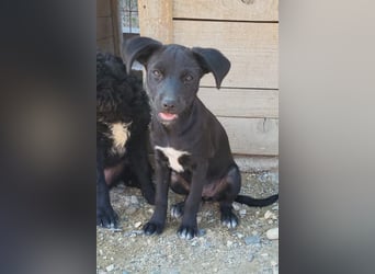 Kleine ♥ Ava ♥ süße schmusige freundliche Welpenschnute