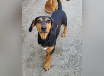 Jungrüde Faelan | goldiger Schatz