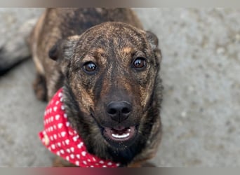 BEA❤️zauberhafte Welpen-Knutschkugel sucht ein liebevolles Zuhause