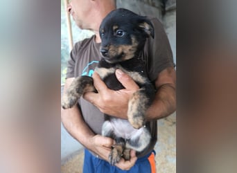 Liebe Babsi ❤️ kleine, süße Schmusemaus!