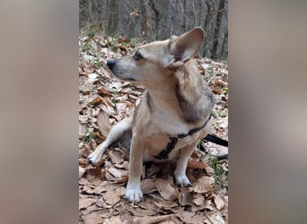 Sanfte ♥ Mirna ♥ wartet bereits in 67663 Kaiserslautern