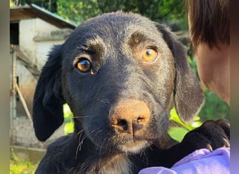 Schmusepfote Cassia ♥️ tolle Familienhündin