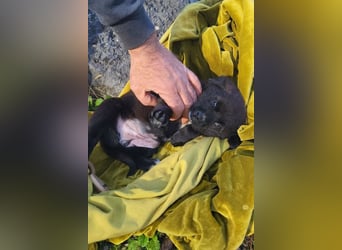 süße LIA❤️kleines Energiebündel sucht ein Für-Immer-Körbchen