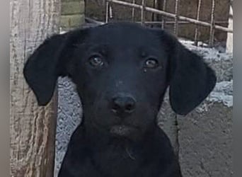 Welpenbub ♥ Spunky ♥ liebenswertes Familienmitglied auf 4 Pfoten