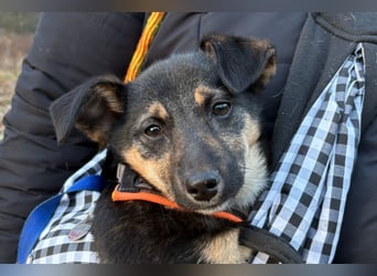 Elke ❤️ wartet bereits in 45259 Essen auf deinen Besuch