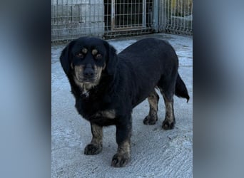 Junge Aimi sucht ihr großes Glück