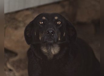 YARINA❤️zarte Hundedame: Lieb. Klug. Lernwillig.