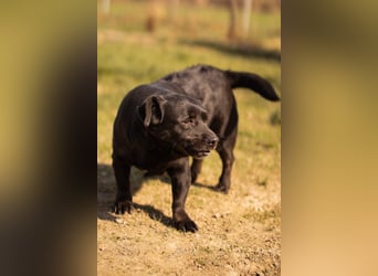 Süße OldLady ♥ Merry ♥ fröhliche, freundliche Hundedame