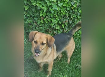 Schmusemaus Tabby sucht ein sicheres Zuhause