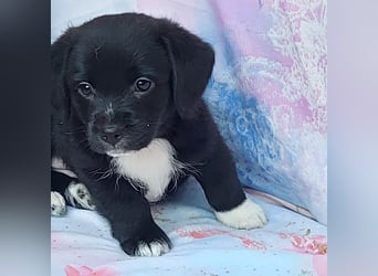 Carlos