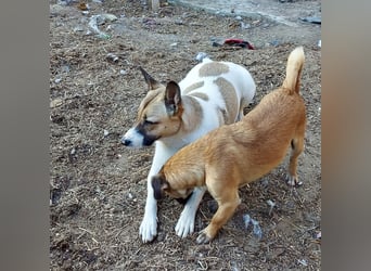 Vlada sanfte Schönheit