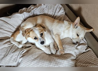 Oria – kleines Hundemädchen sucht ihre Herzensmenschen