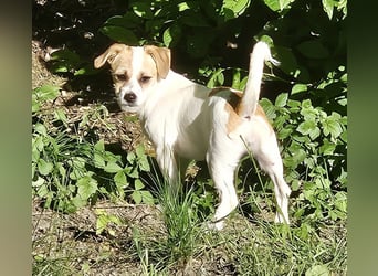 Oria – kleines Hundemädchen sucht ihre Herzensmenschen