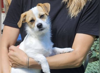 Oria – kleines Hundemädchen sucht ihre Herzensmenschen