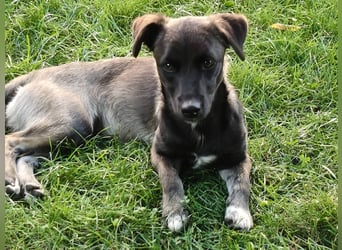 Kleo-zartes Erdmännchen auf der Suche nach einem ruhigen Zuhause