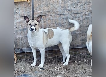 Vlada sanfte Schönheit